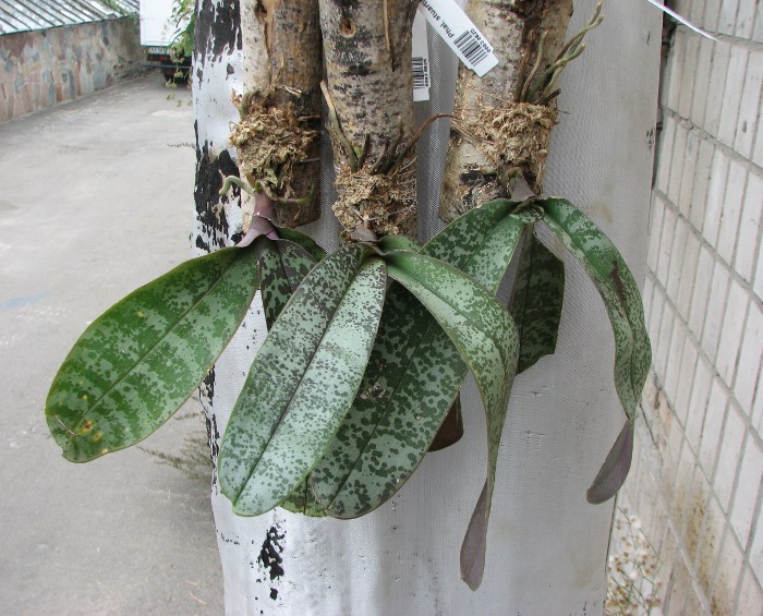 Phalaenopsis stuartiana.JPG