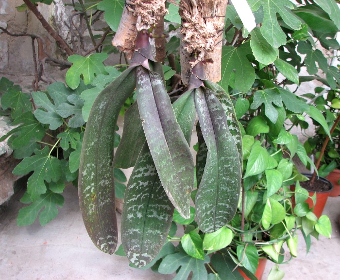 Phalaenopsis schilleriana.JPG