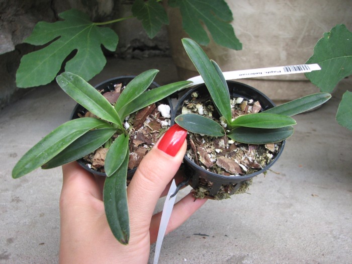 Paphiopedilum helenae.JPG