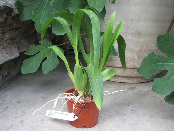 Miltassia C.M. Fitch 'Izumi'.JPG