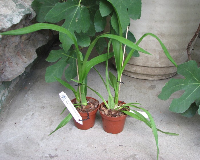 Oncidium Gower Ramsey 'Lemon Heart'.JPG