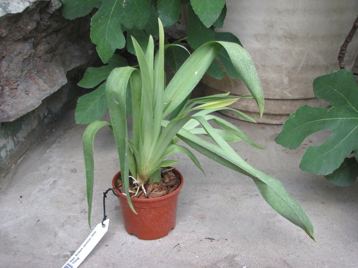 Miltoniopsis Robert Jackson 'Wild Thing'.JPG