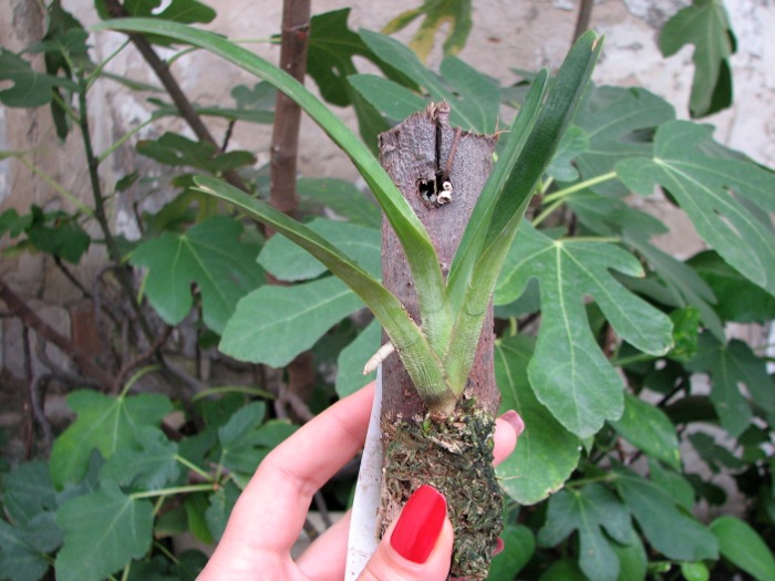 Angraecum magdalenae.JPG