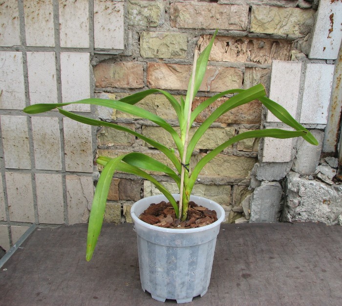 Aerides lawrenciae.JPG