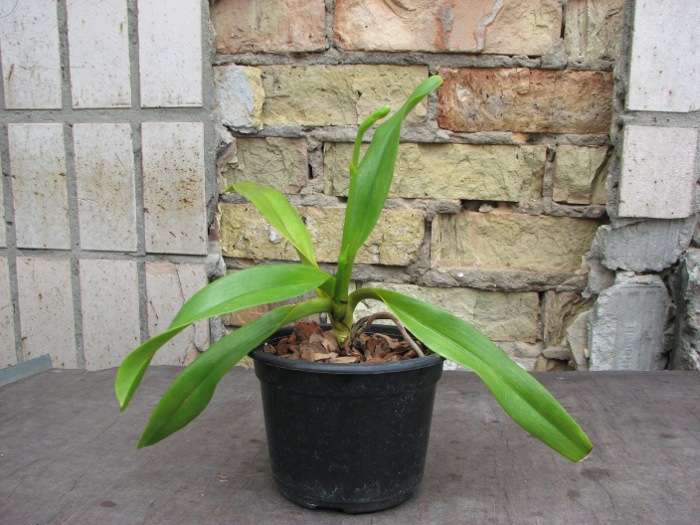 Aerides quinquevulnera var. calayana.JPG