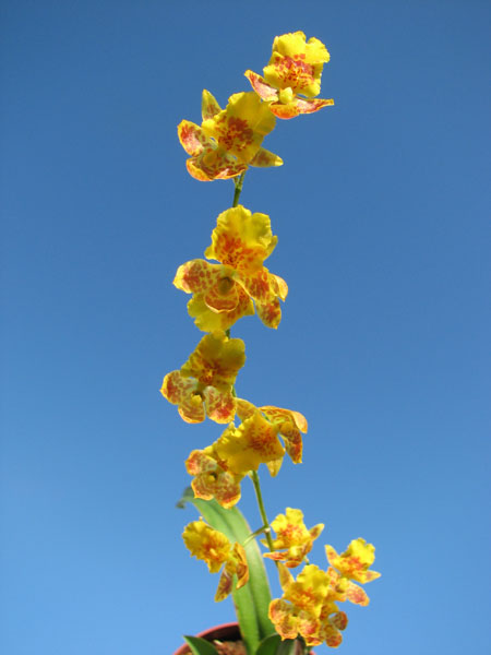 Howeara Chian-Tzy Lovely 'CT Golden Bug'.jpg