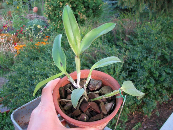 Cattleya violacea tipo 'Profusa' x Cattleya violacea tipo 'Redondinha'.JPG