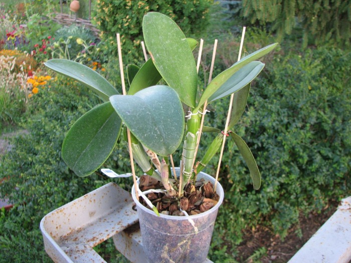 Cattleya violacea.JPG