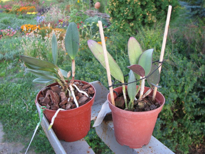 Cattleya schilleriana x Cattleya Peckhaviensis.JPG
