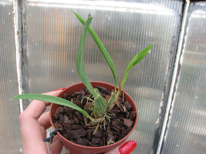 Rhynchostele cervantesii.JPG