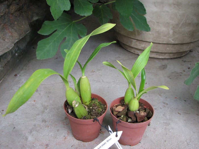 Oncidium Namboh Waltz 'Boso Sweet'.JPG