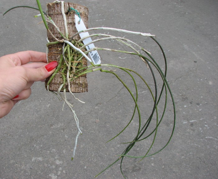 Brassavola flagellaris.JPG