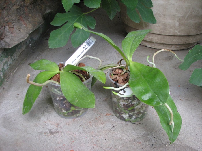 Phalaenopsis amboinensis red spot type.JPG