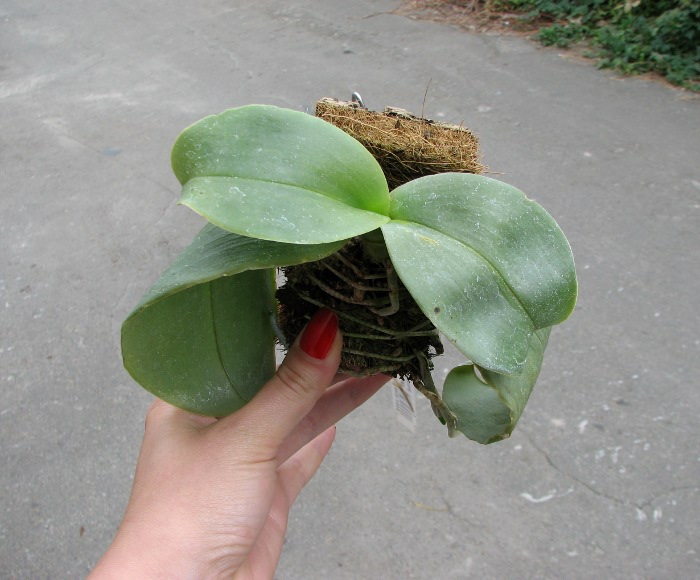 Phalaenopsis Ohl Flame 'Yung Ho' (Princess Kaulani x gigantea).JPG