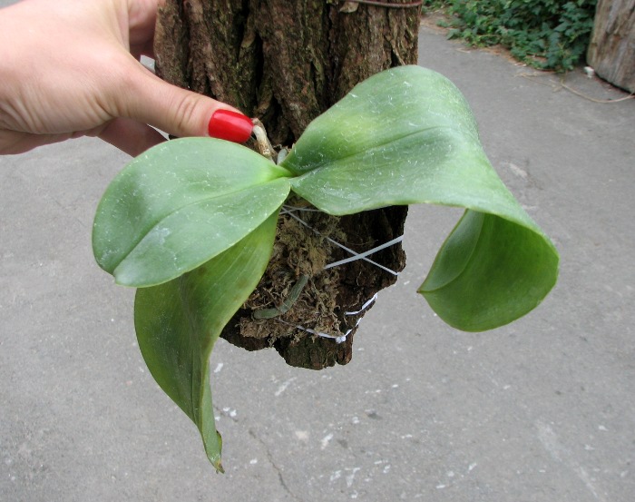 Phalaenopsis Ohl Flame 'Yung Ho' (Princess Kaulani x gigantea).JPG
