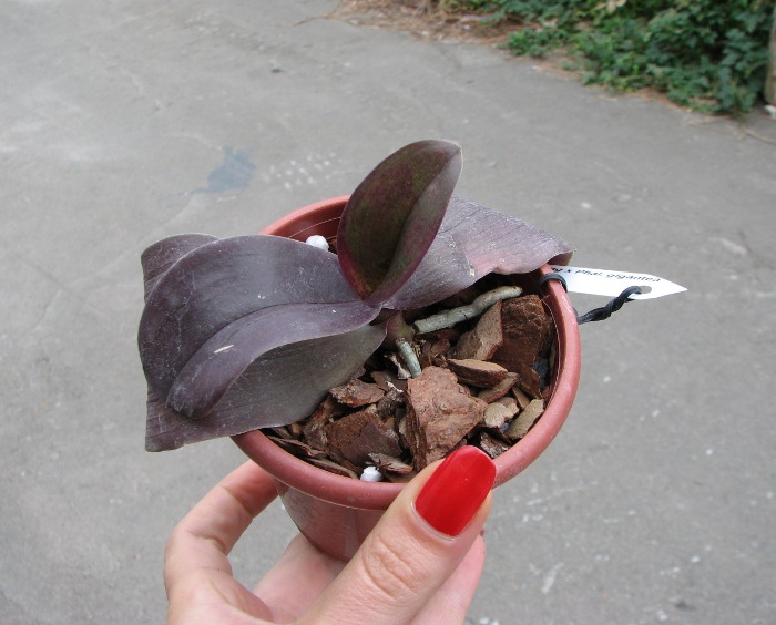 Phalaenopsis Penang x Phalaenopsis gigantea.JPG