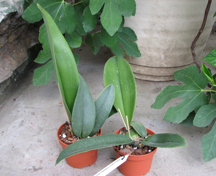 Psychopsis Mariposa 'Green Valley'.JPG