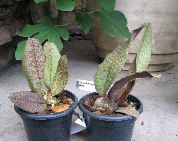 Psychopsis Butterfly (sanderae x papilio).JPG