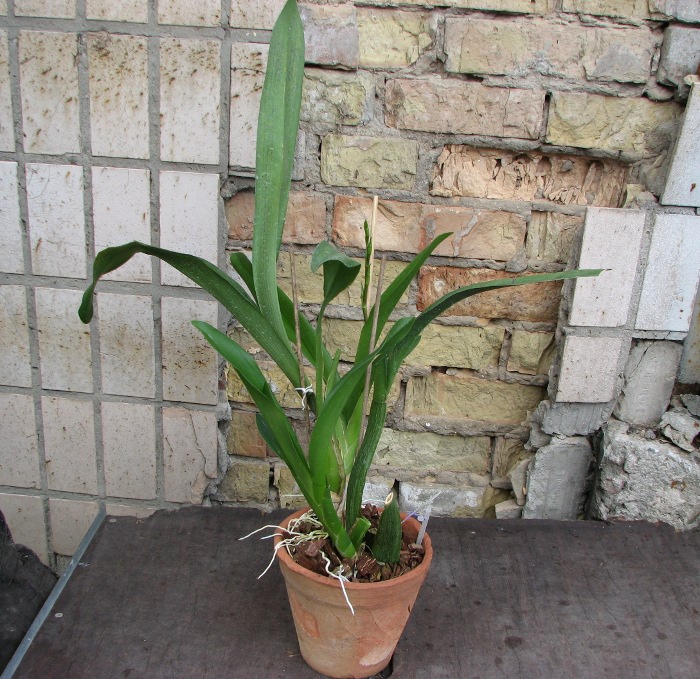 Aliceara Pacific Nova 'Butter Buds'.JPG