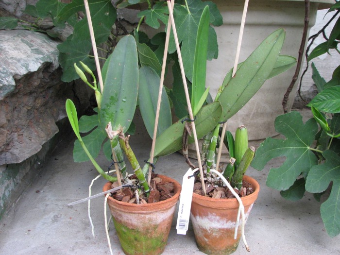 Cattleya maxima.JPG
