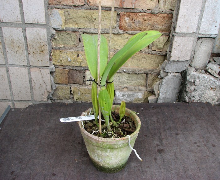 Cattleya trianae 'Binot' x Cattleya trianae 'Jean Groben'.JPG