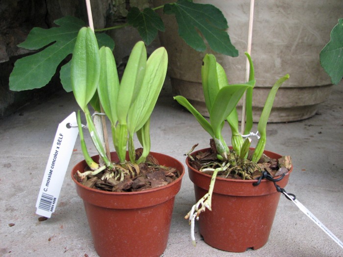 Cattleya mossiae concolor x SELF.JPG