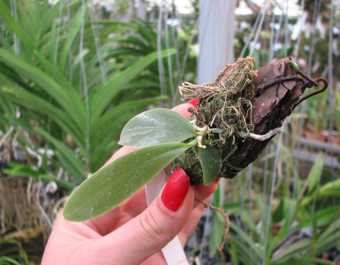 Phalaenopsis javanica.JPG