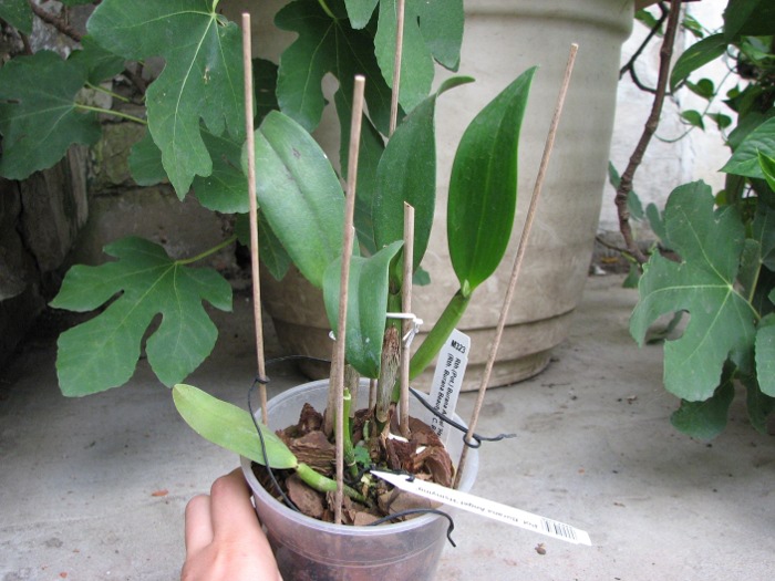 Potinara Burana Angel 'Hsinying'.JPG