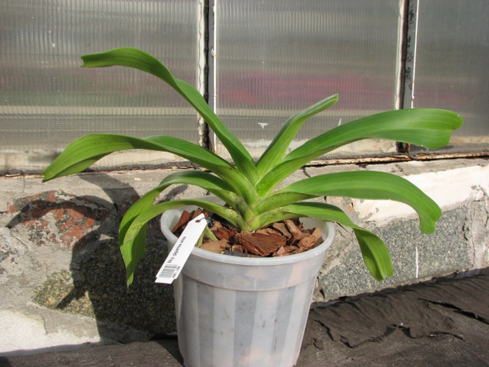 Rhynchostylis gigantea white.JPG