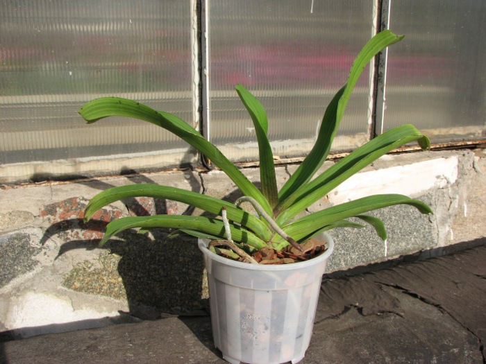 Rhynchostylis gigantea red.JPG