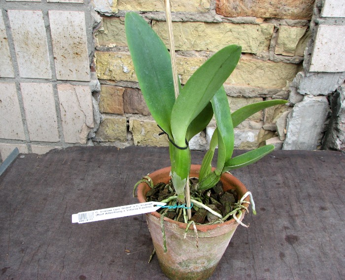 Cattleya trianae tipo 'Giant' x Cattleya trianae (Rolf Altenburg x Vitoria Castro).JPG