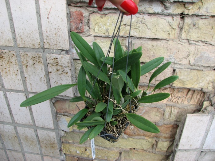 Dendrobium aggregatum.JPG