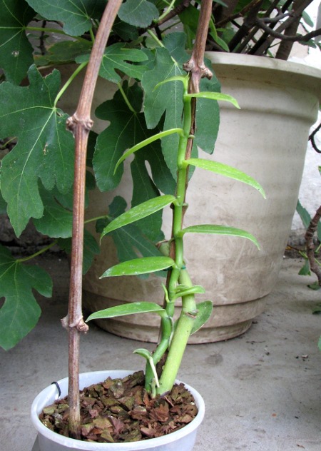Vanilla planifolia.JPG