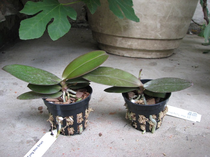 Phalaenopsis Tying Shin Smart.JPG