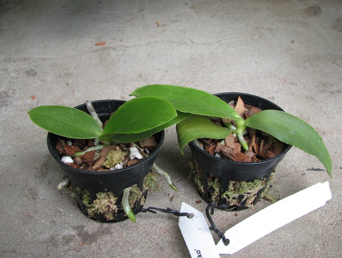 Phalaenopsis Natasha 'Aiko'.JPG