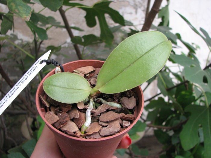 Phalaenopsis Ld's Bear Queen x (Dtps. Ho's Leamon Squash x Sogo Nihou).JPG