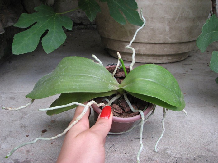 Doritaenopsis Sogo Meili x Phalaenopsis Ld's Bear Queen.JPG