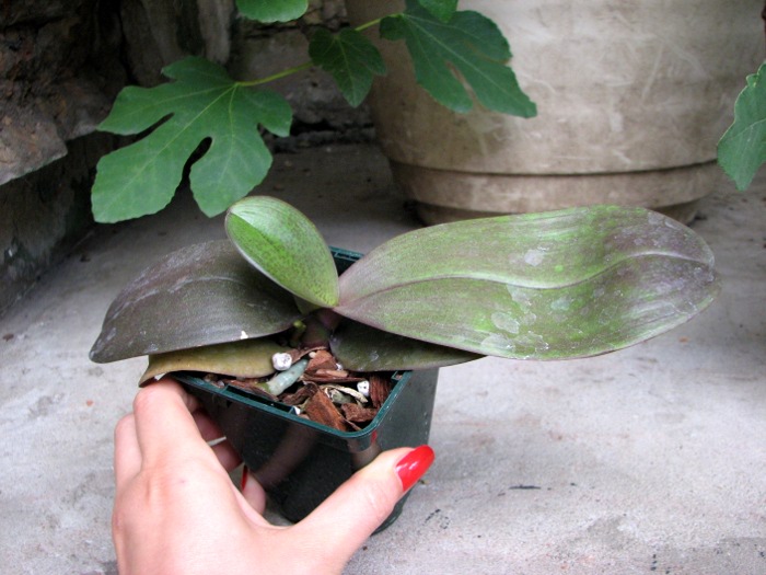 Doritaenopsis Changzhi Pearl.JPG