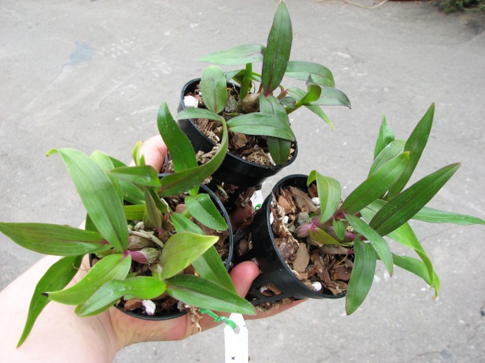 Dendrobium Hibiki (laevifolium x bracteosum).JPG