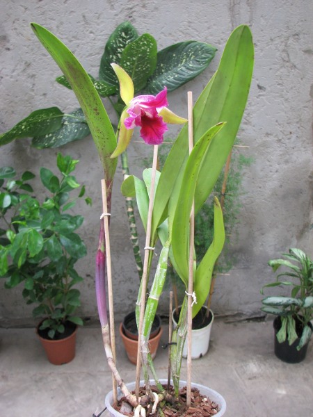 Laelia tenebrosa x Cattleya Penny Kuroda 'spots'.JPG