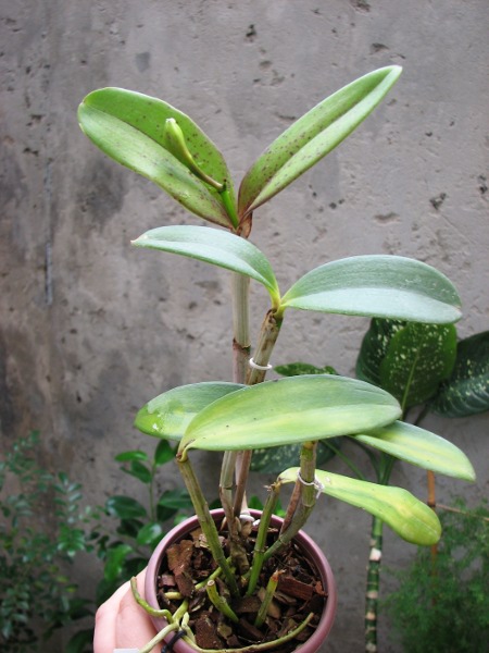 Laeliocattleya Fonte da Saudade.JPG