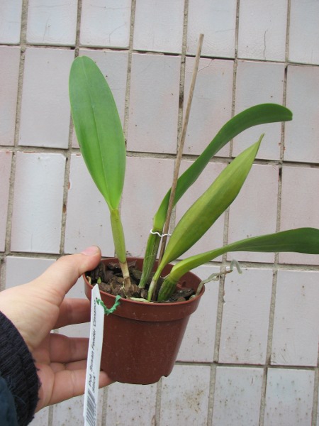 Potinara Susan Fender 'Cinnamon Stick'.JPG