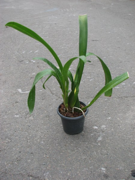 Sanderara Black Star 'Pacific Red Star'.JPG