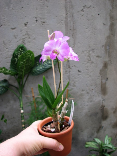 Dendrobium Happy Face.JPG