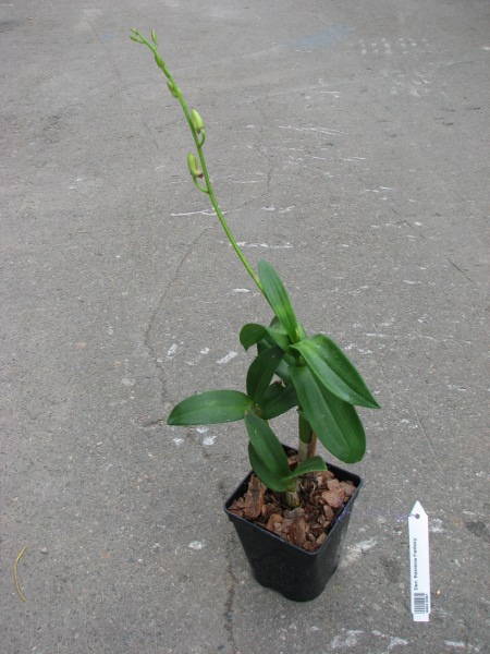 Dendrobium Rainbow Fantasy.JPG