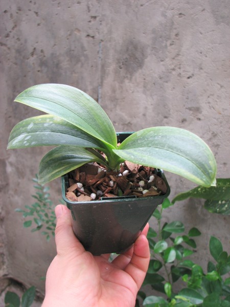 Doritaenopsis Sogo Vivien Variegated leaf.JPG