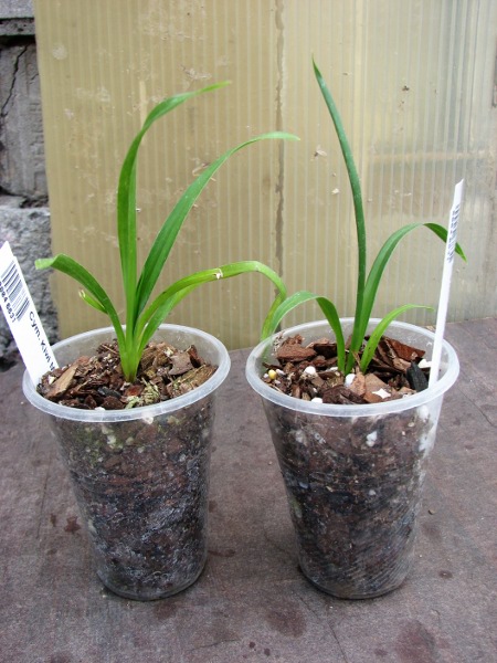 Cymbidium Kiwi Midnight.JPG