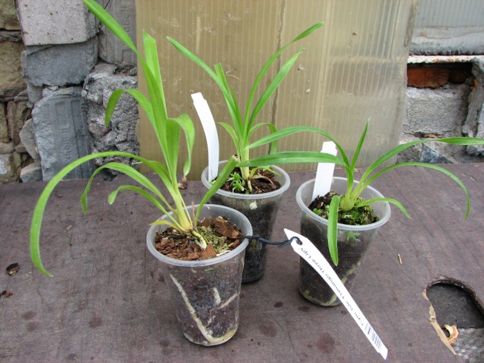Cymbidium Isle 'Flamingo Three Lips'.JPG