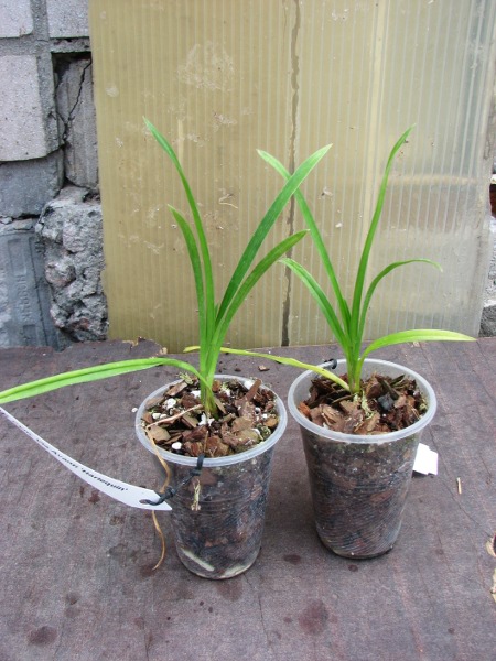 Cymbidium Via Avanti 'Harlequin'.JPG