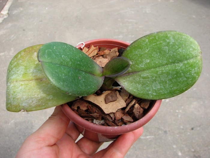 Phalaenopsis Chingruey's Fancy 'Red Wine'.JPG